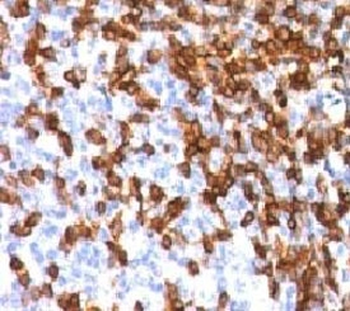 CD44 Antibody