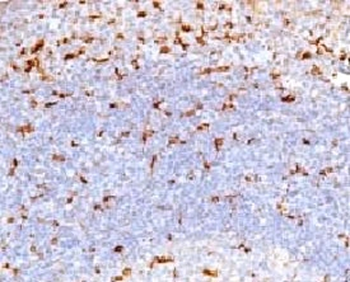 CD68 Antibody