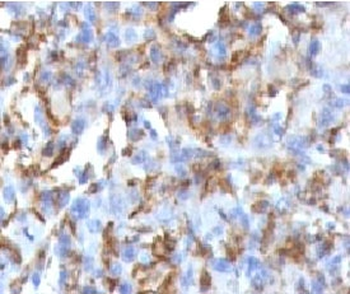 CD68 Antibody