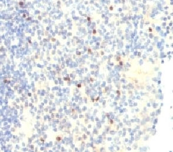 FOXP3 Antibody