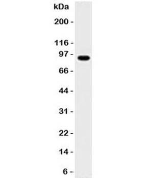 MALT1 Antibody