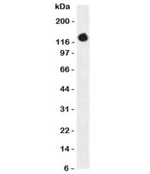 ICAM-3 Antibody / CD50