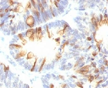 MUC2 Antibody