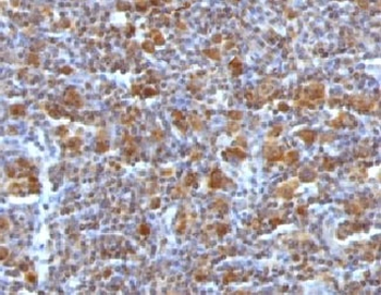 Bax Antibody