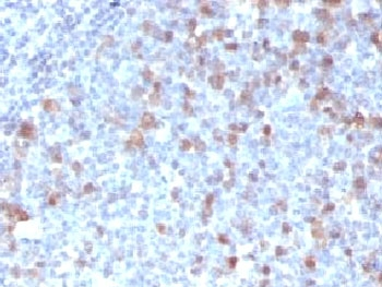 Cdc20 Antibody