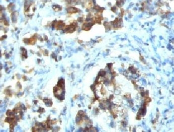 Cdc20 Antibody