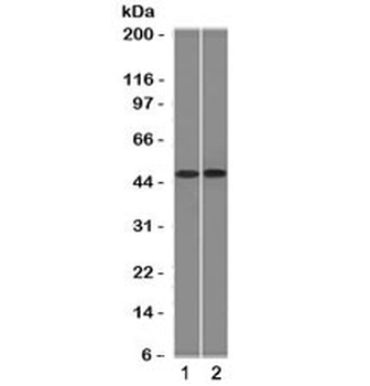 FLI1 Antibody