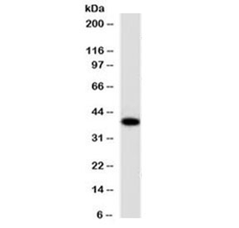 EpCAM Antibody / Extracellular domain
