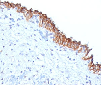 MAML2 Antibody