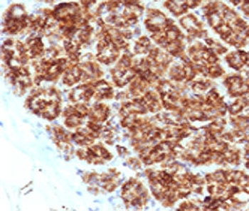 MAML2 Antibody