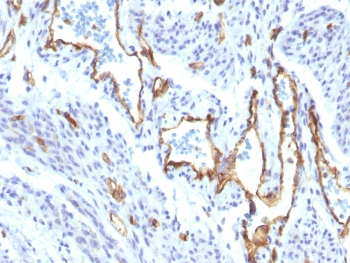 CD31 Antibody / PECAM-1