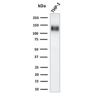 CD31 Antibody / PECAM-1