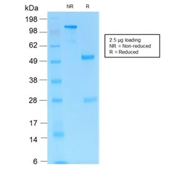 CD31 Antibody / PECAM-1