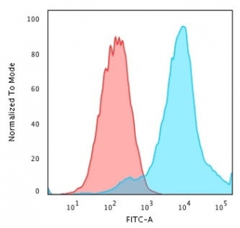 HSP27 Antibody / HSPB1