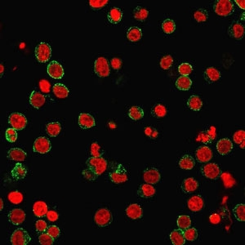 CD31 Antibody