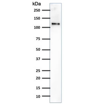 CD31 Antibody