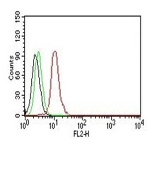 Cyclin D1 Antibody / CCND1