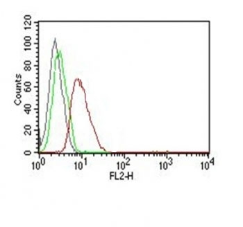 Cyclin D1 Antibody / CCND1