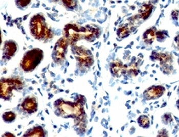 Estrogen Inducible Protein pS2 / TFF1 Antibody