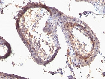 TGF alpha Antibody