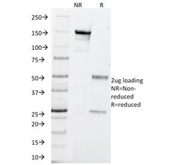 PGP9.5 / UchL1 Antibody