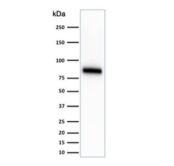CD44 Antibody