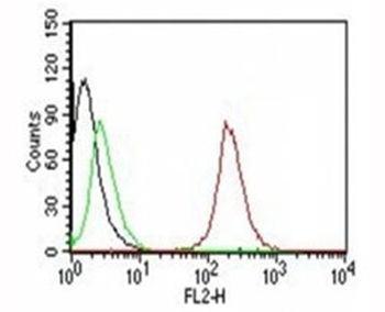 CD63 Antibody / LAMP-3