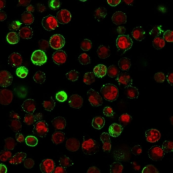 CD74 / CLIP Antibody