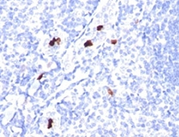 Myeloid Cell Antibody