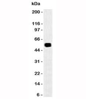 Rat EpCAM Antibody