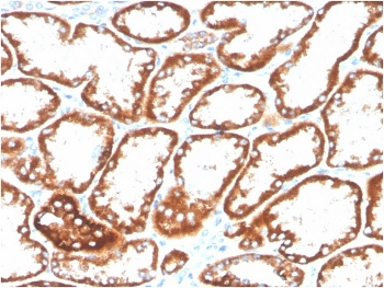 CD137 Antibody / 4-1BB / TNFRSF9