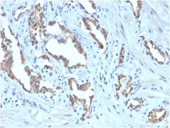 TIGIT Antibody / VSTM3 / VSIG9