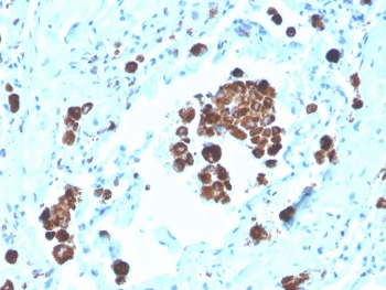 Napsin A Antibody