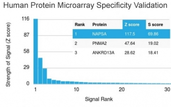 Napsin A Antibody