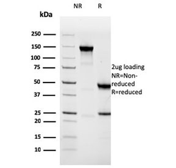 Napsin A Antibody