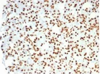 Nucleolin Antibody