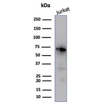 Nucleolin Antibody