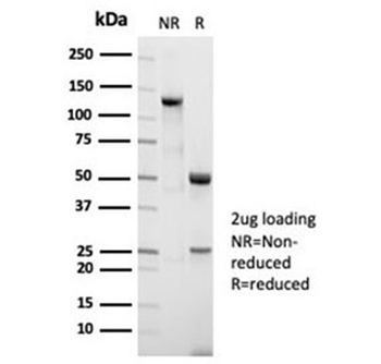 Nucleolin Antibody