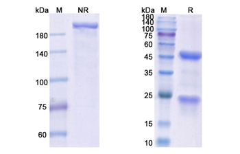 14F7 (ganglioside N-glycolyl GM3) - Research Grade Biosimilar