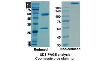 Adalimumab (TNFSF2/TNF-alpha/TNFA) - Research Grade Biosimilar