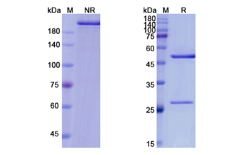 Altumomab (CEACAM5/CD66e) - Research Grade Biosimilar