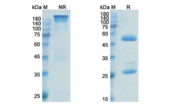 Anetumab Ravtansine (MSLN) - Research Grade Biosimilar