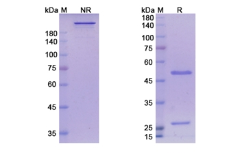 Astegolimab (IL1RL1) - Research Grade Biosimilar Antibody