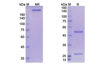 Astegolimab (IL1RL1) - Research Grade Biosimilar