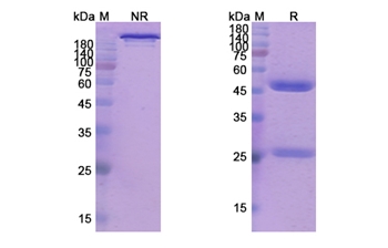 Balstilimab (PDCD1/PD1/CD279) - Research Grade Biosimilar Antibody