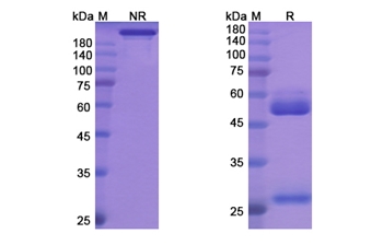 Benralizumab (IL5RA/CD12) - Research Grade Biosimilar Antibody