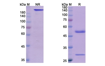 Bermekimab (IL1A) - Research Grade Biosimilar