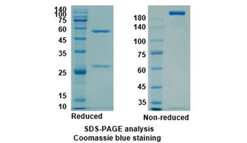 Bevacizumab (VEGFA) - Research Grade Biosimilar Antibody
