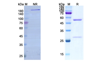 Bimekizumab (IL17A) - Research Grade Biosimilar Antibody