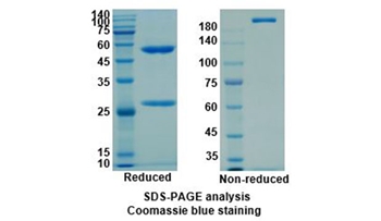 Canakinumab (IL1B) - Research Grade Biosimilar